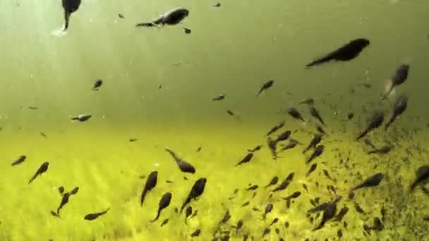 Tadpoles Swimming Shallow Clear Watered Pond Estonia — Stockvideo
