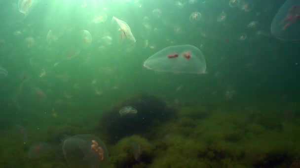 Aurelia Aurita Nın Sualtı Görüntüsü Yaygın Denizanası Denizanası Denizanası Veya — Stok video