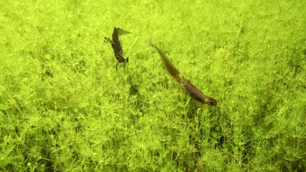 Smooth Newt Lissotriton Vulgaris Pair Mating Season Bottom Shallow Pond — Wideo stockowe