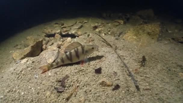 European Perch Perca Fluviatilis Meets Camera Swims Away Underwater Footage — Video Stock