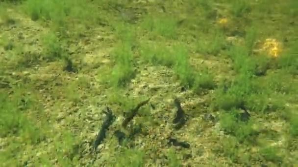 Smooth Newt Lissotriton Vulgaris Male Attempts Attract Female Swimming Front — Vídeo de Stock