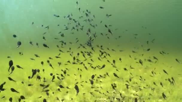 Tadpole Plavou Mělkém Čistém Jezírku Estonsku — Stock video