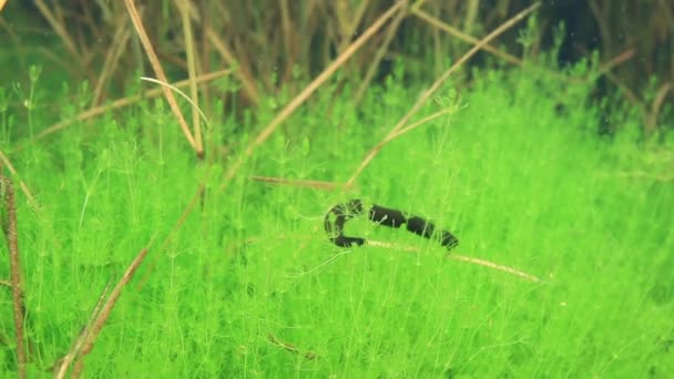 Ein Blutegel Bewegt Sich Einem Unterwasserschuss Auf Grünem Gras Estland — Stockvideo