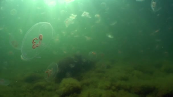 Underwater Shot Aurelia Aurita Also Called Common Jellyfish Moon Jellyfish — Video Stock