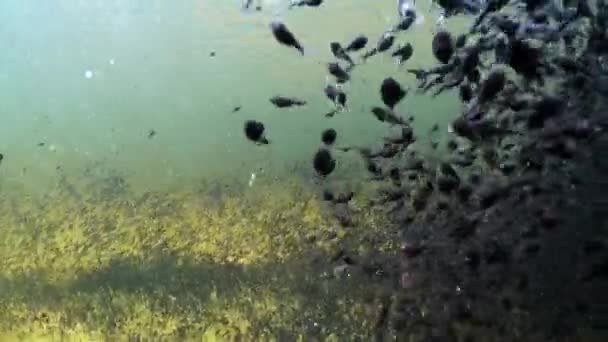 Tadpoles Swimming Shallow Clear Watered Pond Estonia — Vídeo de Stock
