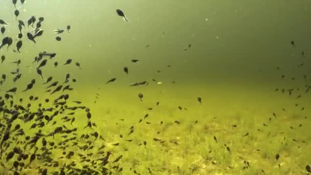 爱沙尼亚的一个浅水清澈的池塘里 有几只杆在游泳 — 图库视频影像