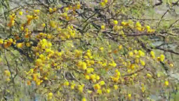 Парк Дерево Жёлтыми Цветами — стоковое видео