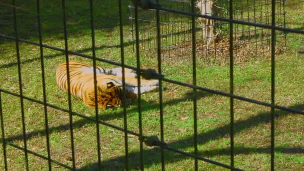 Tiro Estacionário Tigre Adormecido Uma Jaula — Vídeo de Stock