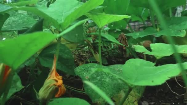 Pulling Out Close Shot Garden Leaves Plate Flowers — Stock videók