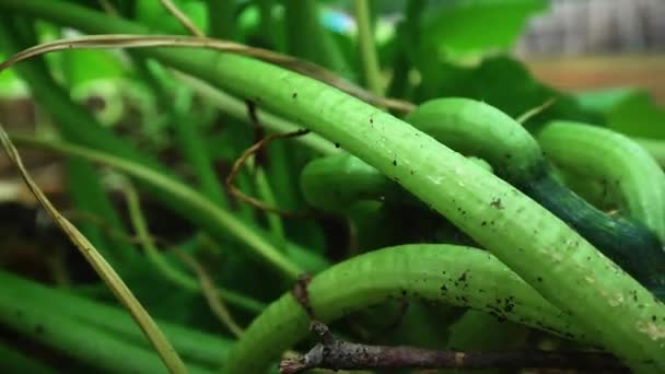 关闭一个花园中的绿豆芽 — 图库视频影像