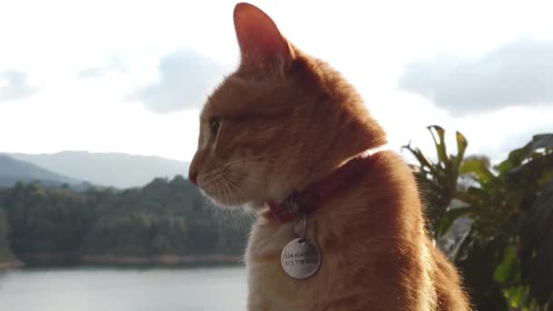 Domestic Cat Cinnamon Color Slow Motion — Video