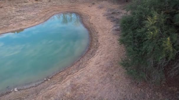 Aerial Footage Skunk Running Pond — Stock video