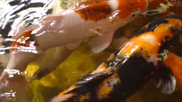 Zeitlupenaufnahme Mehrerer Bunter Koi Fische Statisches Makro — Stockvideo