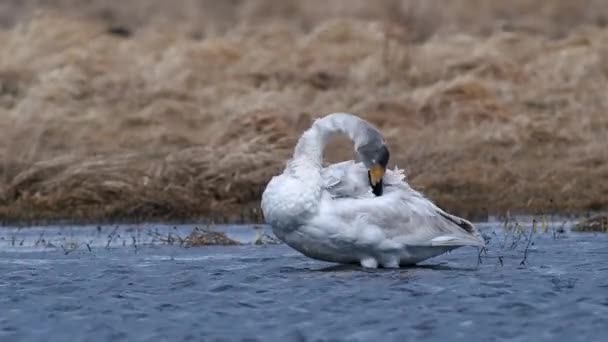 Whooper Swans Spring Migration Resting Dry Grass Flooded Meadow Puddle — Wideo stockowe