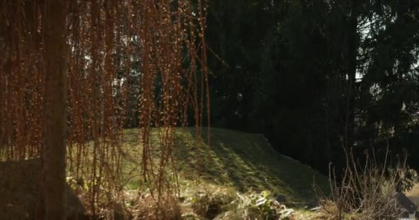 Beau Jardin Printemps Avec Des Herbes Ornementales Une Cave Jardin — Video