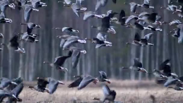 Large Flock White Fronted Other Geese Spring Migration Resting Feeding — Stockvideo