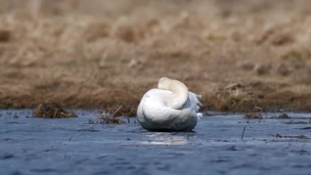 Whooper Swans Sleeping Spring Migration Resting Dry Grass Flooded Meadow — Video Stock