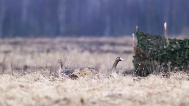 春季候鸟迁徙期间 成群的白叶鹅和其他鹅群在草地上休息和觅食 — 图库视频影像