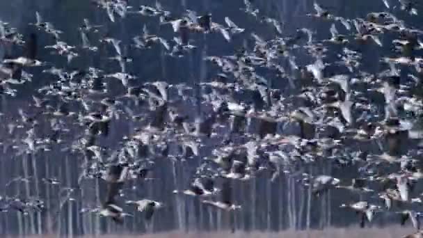 Large Flock White Fronted Other Geese Spring Migration Flying Meadow — Stockvideo