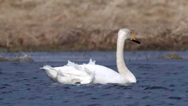 Whooper Swans Spring Migration Resting Dry Grass Flooded Meadow Puddle — Video Stock