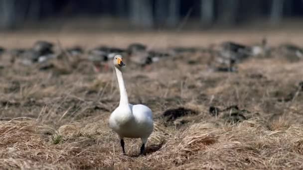 Whooper Cisnes Durante Migração Primavera Descansando Grama Seca Inundado Poça — Vídeo de Stock