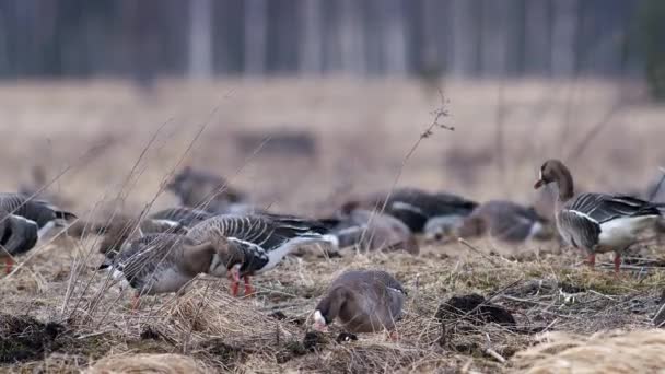 Large Flock White Fronted Other Geese Spring Migration Resting Feeding — Stockvideo