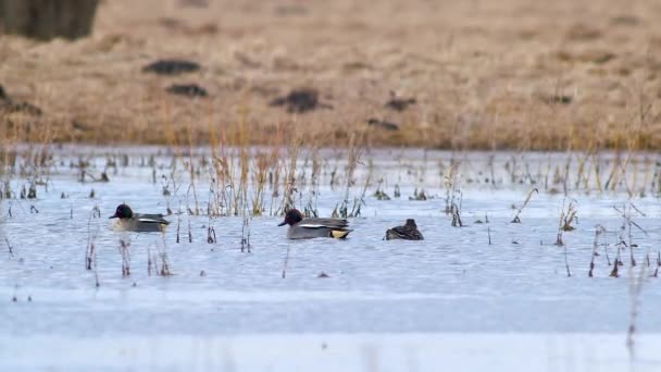 Eurasian Teal Swimming Flooded Meadow Puddle Spring Migration — Stock videók