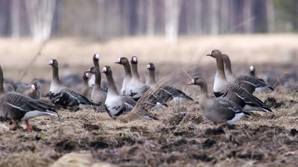 Large Flock White Fronted Other Geese Spring Migration Resting Feeding — Vídeo de Stock