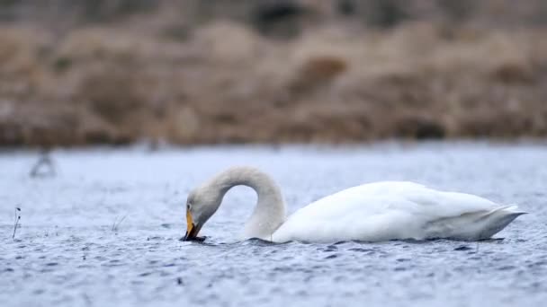 Whooper Cisnes Durante Migração Primavera Descansando Grama Seca Inundado Poça — Vídeo de Stock