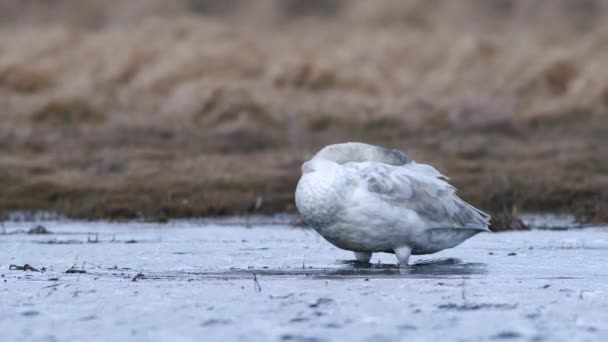 Лебеди Спят Время Весенней Миграции Отдыхая Сухой Лужайке Затопленной Травой — стоковое видео