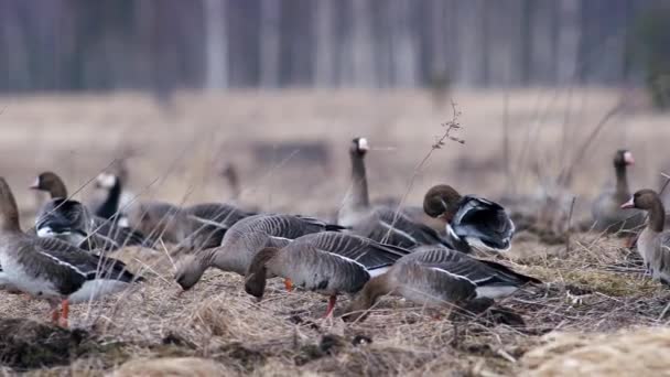 Large Flock White Fronted Other Geese Spring Migration Resting Feeding — Vídeo de Stock