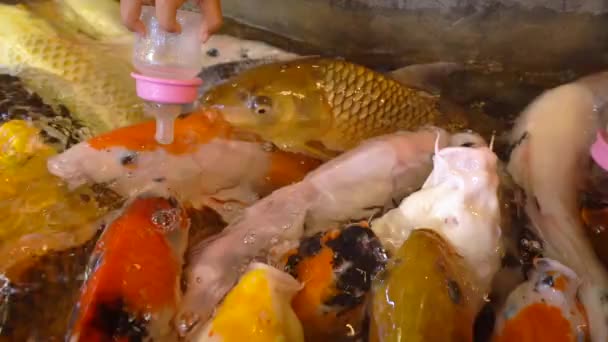 Kids Hand Using Feeding Bottle Feed Carp Koi Fish Farm — Stock videók