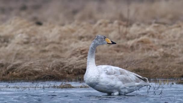 Whooper Swans Spring Migration Resting Dry Grass Flooded Meadow Puddle — Stockvideo