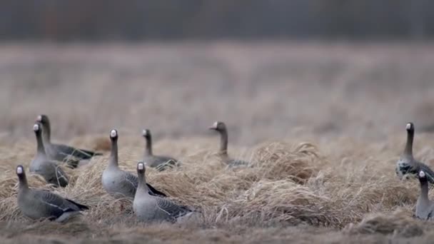 Large Flock White Fronted Other Geese Spring Migration Resting Feeding — Stock videók