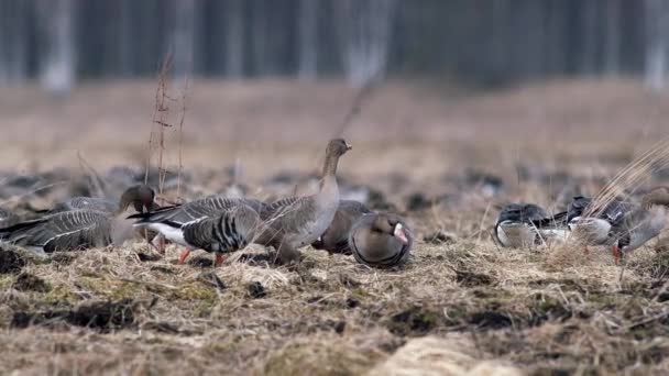 Large Flock White Fronted Other Geese Spring Migration Resting Feeding — Vídeo de stock