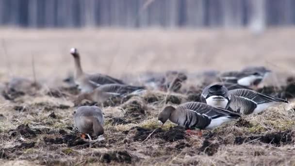 春季候鸟迁徙期间 成群的白叶鹅和其他鹅群在草地上休息和觅食 — 图库视频影像