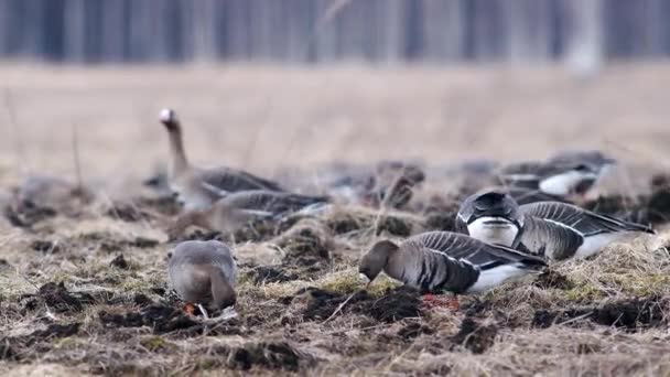 Grote Kudde Witkopganzen Andere Ganzen Tijdens Voorjaarstrek Die Rust Zich — Stockvideo