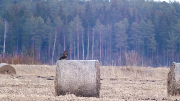 Common Buzzard Resting Watching Pray Hay Roll — Vídeo de Stock
