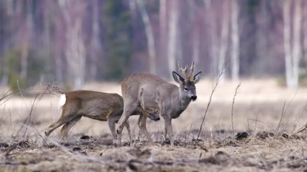 Kuru Çayırlarda Bahar Zamanı Boynuzlu Roe Geyiği — Stok video