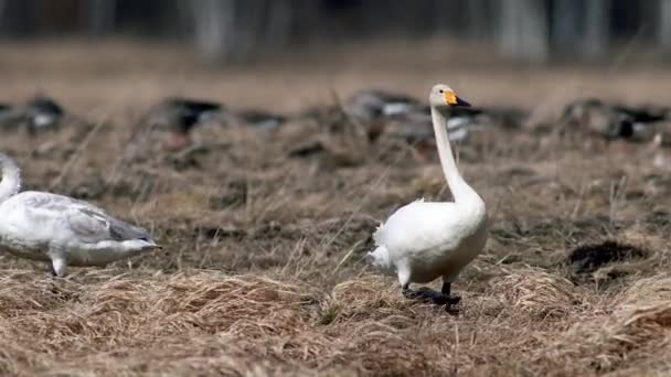 Whooper Cisnes Durante Migração Primavera Descansando Grama Seca Inundado Poça — Vídeo de Stock