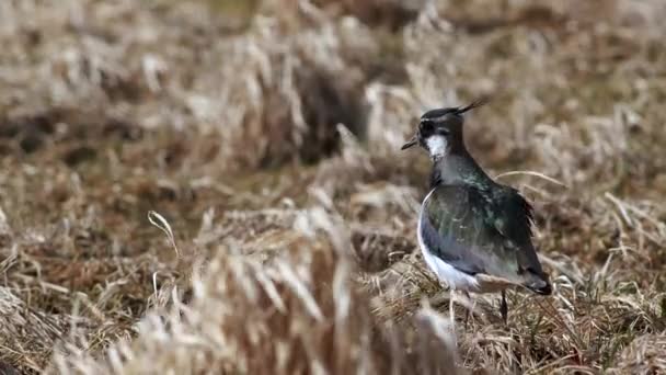 Lapwing High Strong Wind Dry Grass Meadow — Stock Video