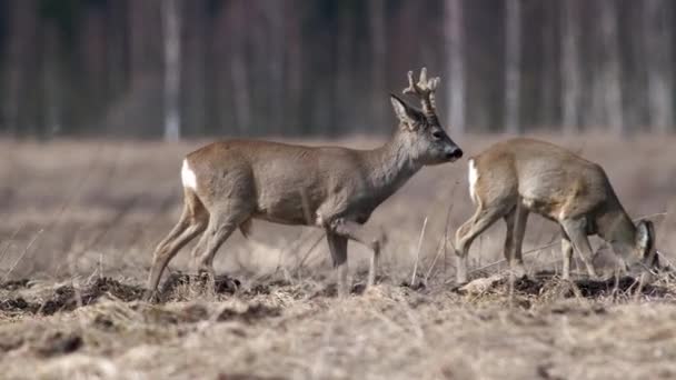 Capriolo Con Nuovo Set Corna Tre Punte Primavera Prato Erboso — Video Stock