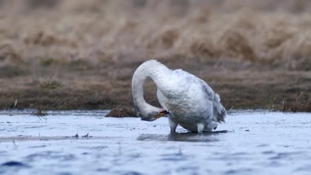 Whooper Swans Spring Migration Resting Dry Grass Flooded Meadow Puddle — Stockvideo