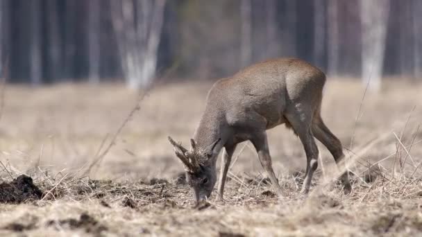 Roe Herten Met Nieuwe Set Van Drie Punten Geweien Het — Stockvideo