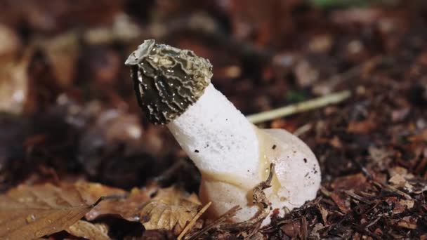 Close Up View Of Phallus Impudicus Mushroom Laying Woodland Forest Floor, penis shaped mushroom