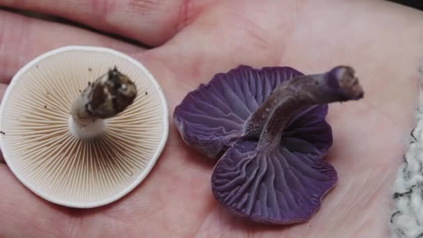 白色和紫色蘑菇的特写 手握木槌 Clitocybe Nuda — 图库视频影像