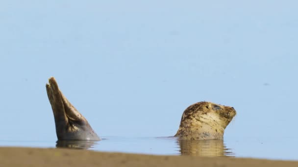 オランダのTexel Waddenでは 砂州の水面下で体の半分が日光浴シール スローモーション クローズアップ — ストック動画
