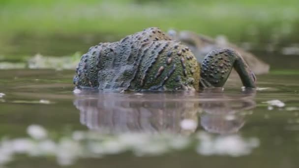 Grandes Bullfrogs Africanos Durante Época Acasalamento Uma Lagoa Reserva Natural — Vídeo de Stock