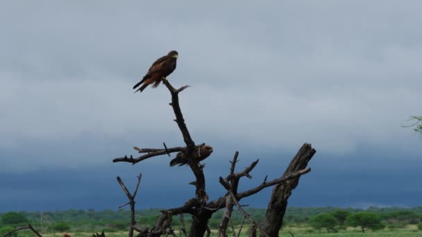 Pair Hawks Perched Dead Tree Branch Central Kalahari Game Reserve — Stockvideo