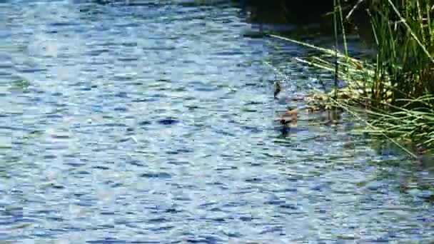 Patos Pássaros Nadando Uma Lagoa Parque — Vídeo de Stock